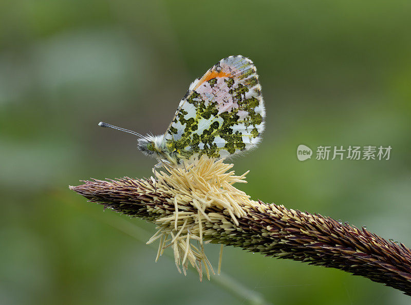 桔头蝴蝶(Anthocharis cardamines)